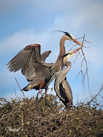 Nesting Time (3x4 ratio)